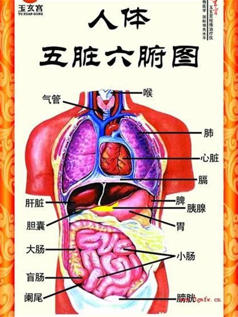 五臟位置|科普：人體內結構五臟六腑分布圖